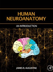 Human Neuroanatomy
