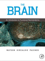 The Brain