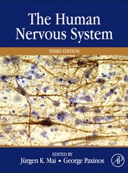 The Human Nervous System