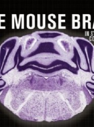 The Mouse Brain in Stereotaxic Coordinates, Compact