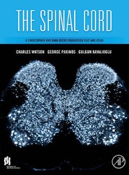 The Spinal Cord