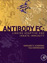 Antibody Fc