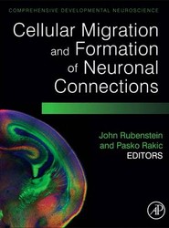 Cellular Migration and Formation of Neuronal Connections