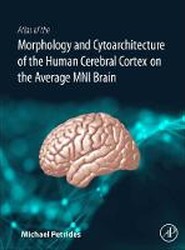 Atlas of the Morphology of the Human Cerebral Cortex on the Average MNI Brain