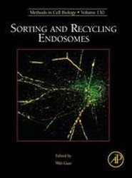 Sorting and Recycling Endosomes: Volume 130