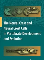 The Neural Crest and Neural Crest Cells in Vertebrate Development and Evolution