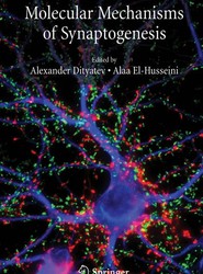 Molecular Mechanisms of Synaptogenesis