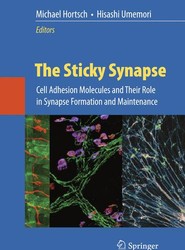 The Sticky Synapse