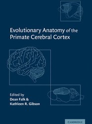 Evolutionary Anatomy of the Primate Cerebral Cortex