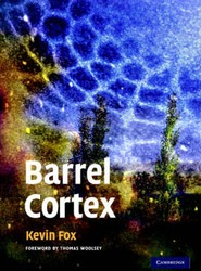 Barrel Cortex