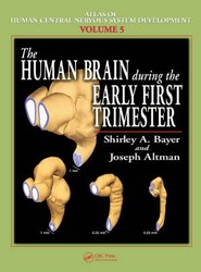 The Human Brain During the Early First Trimester