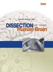 Dissection of the Human Brain