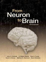 From Neuron to Brain