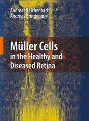 Muller Cells in the Healthy and Diseased Retina