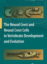 The Neural Crest and Neural Crest Cells in Vertebrate Development and Evolution