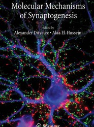 Molecular Mechanisms of Synaptogenesis