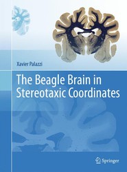 The Beagle Brain in Stereotaxic Coordinates