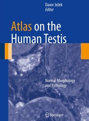 Atlas on the Human Testis