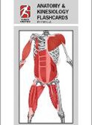 Anatomy & Kinesiology Flashcards