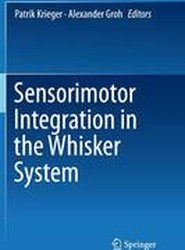 Sensorimotor Integration in the Whisker System