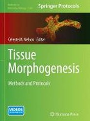 Tissue Morphogenesis