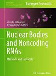 Nuclear Bodies and Noncoding RNAs