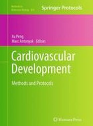 Cardiovascular Development