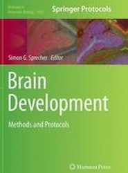 Brain Development