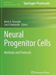 Neural Progenitor Cells