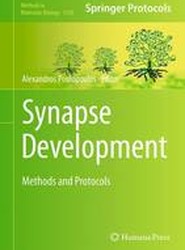 Synapse Development