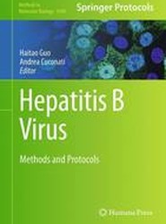 Hepatitis B Virus