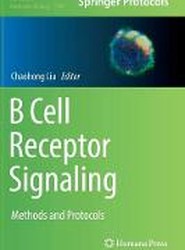 B Cell Receptor Signaling