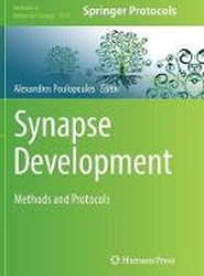 Synapse Development