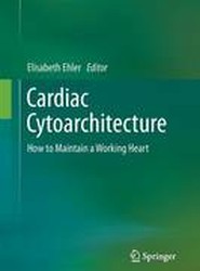 Cardiac Cytoarchitecture