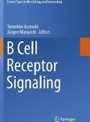 B Cell Receptor Signaling