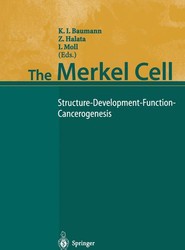 The Merkel Cell