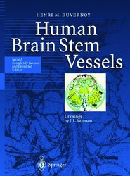 Human Brain Stem Vessels