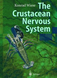 The Crustacean Nervous System