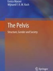 The Pelvis