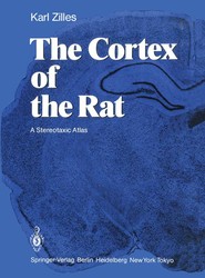 The Cortex of the Rat