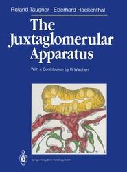 The Juxtaglomerular Apparatus