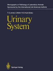 Urinary System