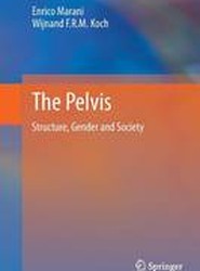 The Pelvis
