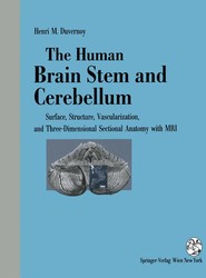 The Human Brain Stem and Cerebellum
