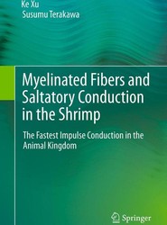 Myelinated Fibers and Saltatory Conduction in the Shrimp