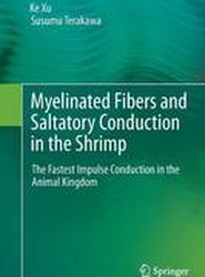 Myelinated Fibers and Saltatory Conduction in the Shrimp