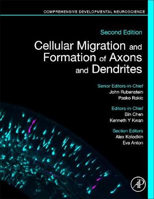 Cellular Migration and Formation of Axons and Dendrites