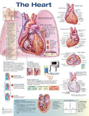 The Heart Anatomical Chart